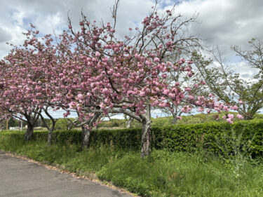桜の写真🌸